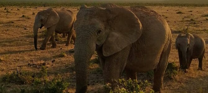 Safaris durch den Addo Elephant Park
